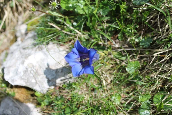 Tiro Close Uma Bela Flor Silvestre Azul Florescendo Campo — Fotografia de Stock