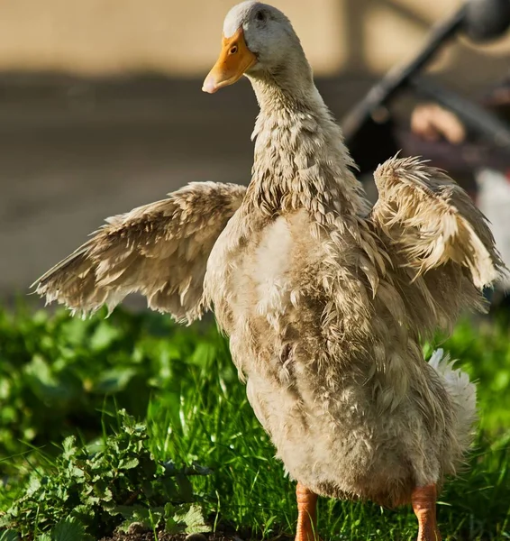 Duck Standing Green Grass Raising Its Wings — Stock Photo, Image