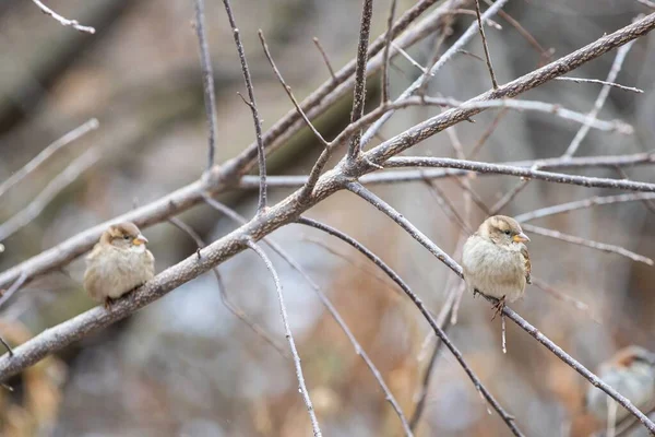 Closeup Tiny Sparrows Perched Bare Branch Tree — Stock Photo, Image