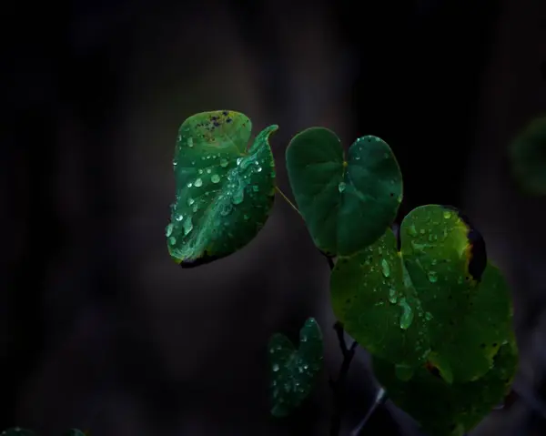 日中は暗く冷たい森の中のいくつかの植物のクローズアップショット — ストック写真