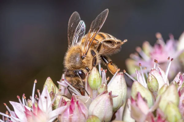 Closeup Iberian Honey Bee Apis Mellifera Iberiensis Flower — Stock Photo, Image