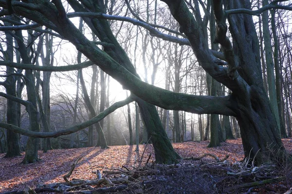 Uma Vista Panorâmica Árvores Sem Folhas Encontradas Sutton Park Cidade — Fotografia de Stock