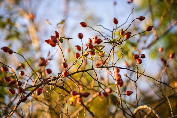 Selective Focus Rose Hip Fruit Tree Blur Background — Stock Photo, Image
