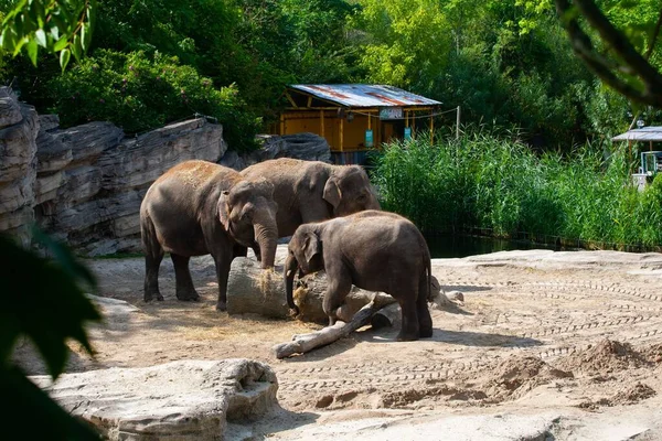 Une Famille Beaux Éléphants Détendant Zoo Par Une Journée Ensoleillée — Photo