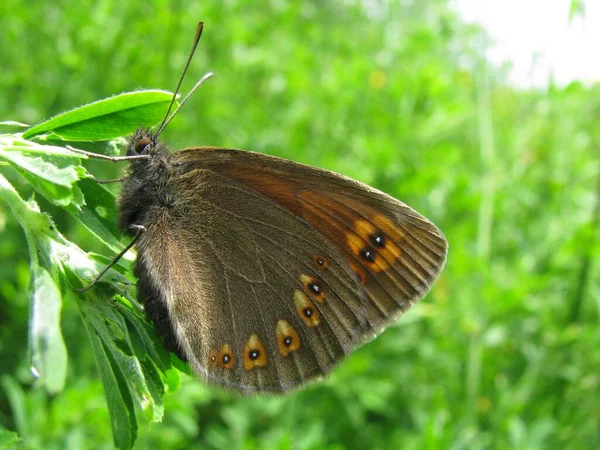 在野外的一片绿叶上发现了一只梅杜莎蝴蝶的特写镜头 — 图库照片
