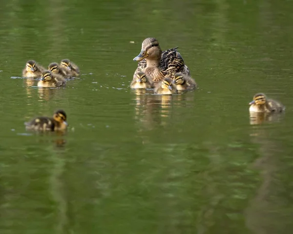 Una Madre Pato Con Patitos Nadando Lago — Foto de Stock