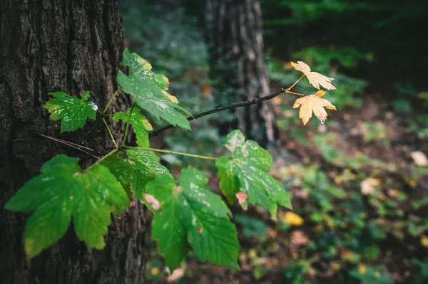 Detailní Záběr Zelených Listů Rostoucích Vedle Kmene Lese Během Podzimu — Stock fotografie