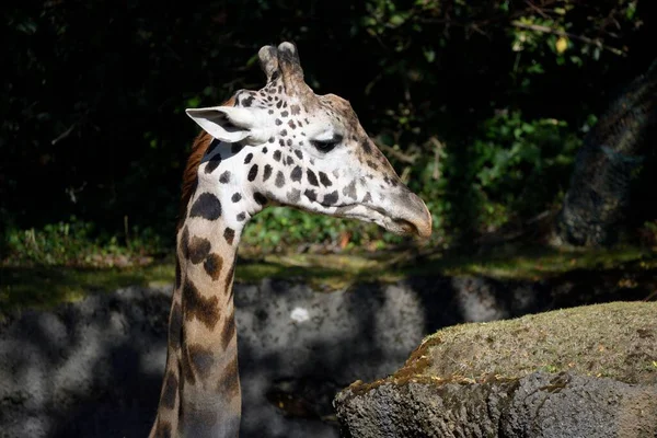 Gros Plan Une Girafe Tachetée Mangeant Une Branche Arbre — Photo