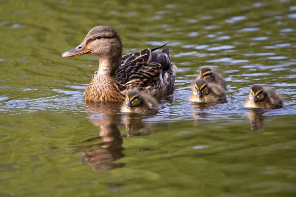 Una Madre Pato Con Patitos Nadando Lago — Foto de Stock