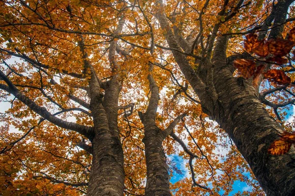 Eine Flache Aufnahme Schöner Herbstbäume Mit Gelben Blättern Wald — Stockfoto