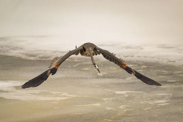 Una Gran Garza Azul Ardea Herodias Pájaro Volando Cerca Superficie —  Fotos de Stock
