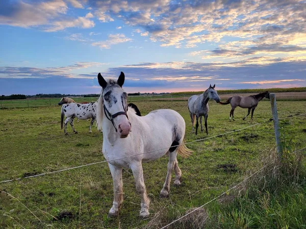 在多云的天空下 一群阿帕卢萨的马在广阔的草地上 — 图库照片