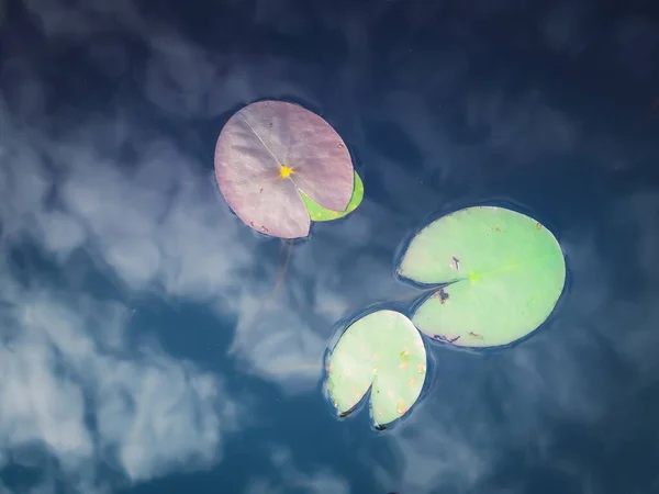 在静镜湖上俯瞰着睡莲 映照着天空中的云彩 — 图库照片
