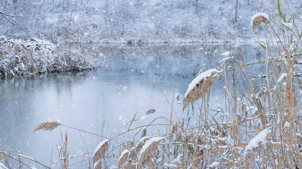 冬日里 雪天里 在冰封的湖面之上 冰封在冰封的湖岸上的雪地里的芦苇 — 图库照片