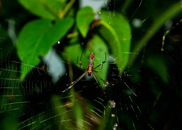 Ett Selektivt Fokus Spindel Ett Nät Med Gröna Blad Bakgrunden — Stockfoto