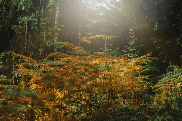 Sonbahar Güneşinin Tepeden Parladığı Bir Ormanda Güzel Uzun Turuncu Bitkilerin — Stok fotoğraf