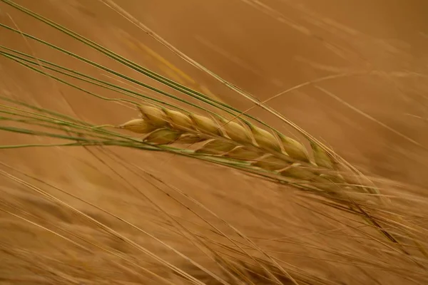 Bulanık Bir Arkaplanda Gün Içinde Tarladaki Buğday Artışına Yakın Çekim — Stok fotoğraf