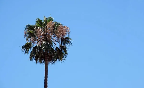 墨西哥扇形棕榈树的低角 在蓝天的映衬下被捕获 — 图库照片