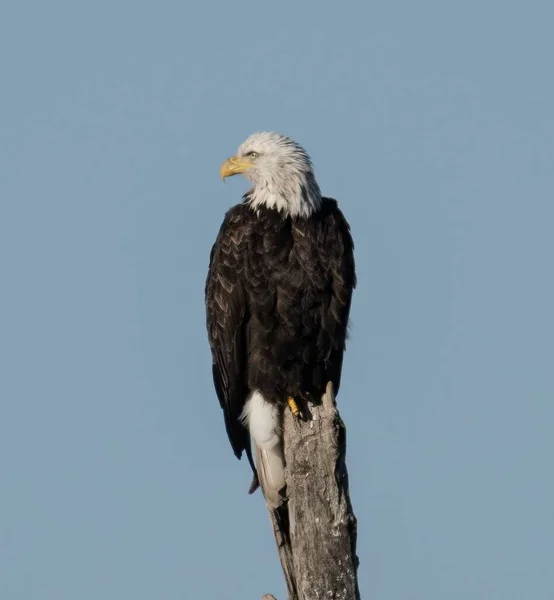View Beautiful Bald Eagle Sitting Wood Clear Sky — Stock Photo, Image