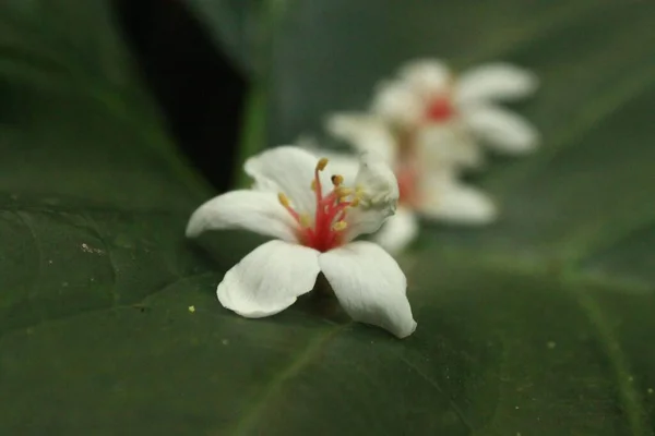 Zbliżenie Ujęcie Białego Vernica Fordi Kwiat — Zdjęcie stockowe