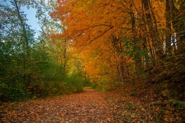 Ein Malerischer Blick Auf Einen Pfad Der Herbst Von Getrockneten — Stockfoto
