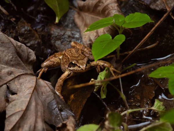 Ένας Βάτραχος Στο Δάσος Περπατώντας Πάνω Από Ένα Μικρό Ποτάμι — Φωτογραφία Αρχείου