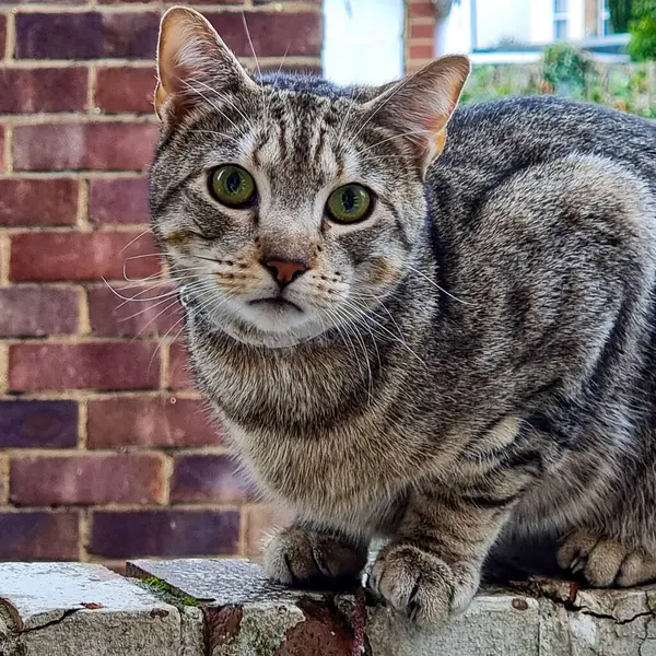 Eine Nahaufnahme Einer Tabby Katze Die Die Kamera Blickt — Stockfoto