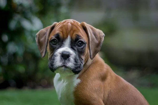 Closeup Shot Brown Boxer Dog Staring Camera — Stock Photo, Image