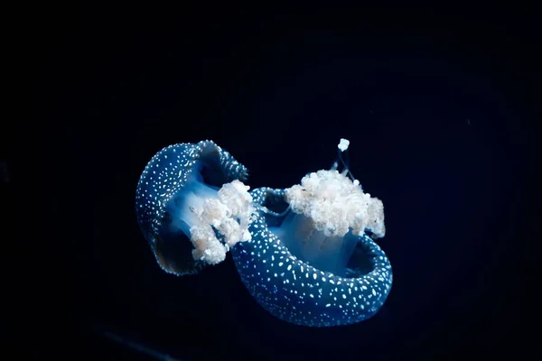 Detailní Záběr Dvě Medúzy Plavající Temném Moři — Stock fotografie