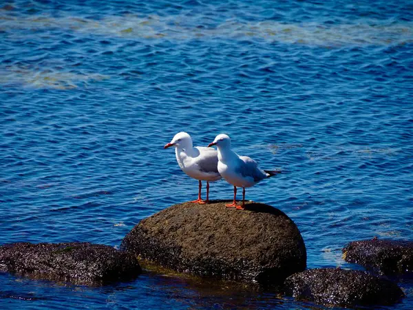 两只海鸥站在海滩边的岩石上 — 图库照片