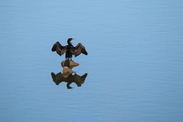 Reflection Cormorant Phalacrocoracidae Bird Still Lake — Stock Photo, Image