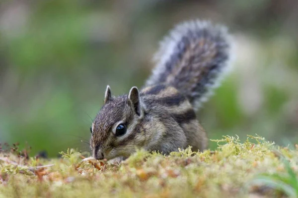 Uma Foto Close Esquilo Siberiano Bonito Cheirando Algo Busca Comida — Fotografia de Stock