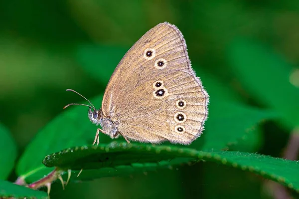 緑の葉の上のリングレット蝶の閉鎖 — ストック写真