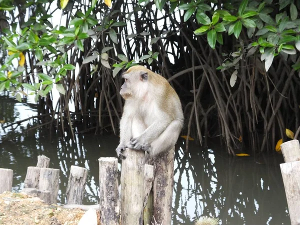 Μια Χαριτωμένη Μαϊμού Κάθεται Ξύλινες Κολώνες Δίπλα Στη Λίμνη — Φωτογραφία Αρχείου