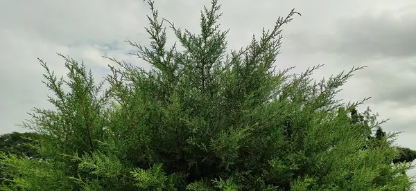Bulutlu gökyüzüne karşı yemyeşil çalı