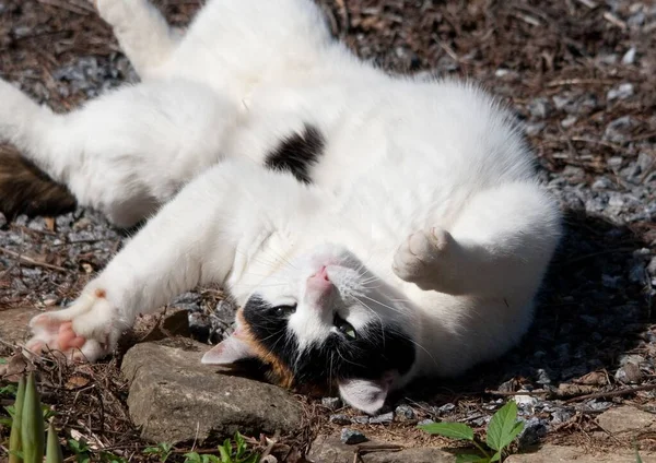 晴れた日には庭の地面の砂利の中に背をこすり短い猫 — ストック写真