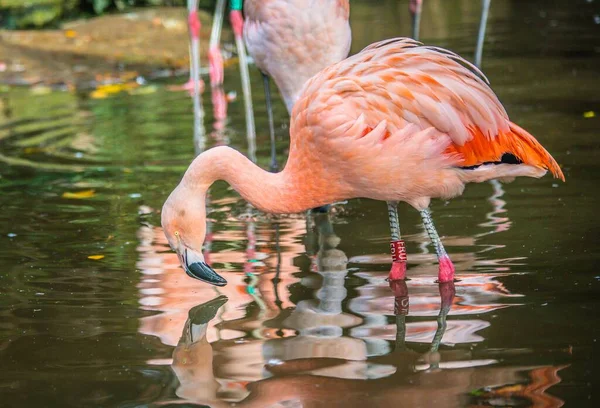 Rózsaszín Flamingo Reggelizik Tónál — Stock Fotó