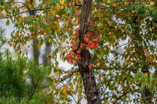 木々の上には色とりどりの紅葉のクローズアップが — ストック写真
