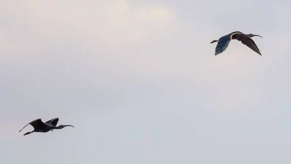 Une Vue Angle Bas Deux Oiseaux Ibis Volant Avec Ciel — Photo