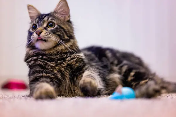 カーペットの上に横たわるかわいい猫のクローズアップ — ストック写真