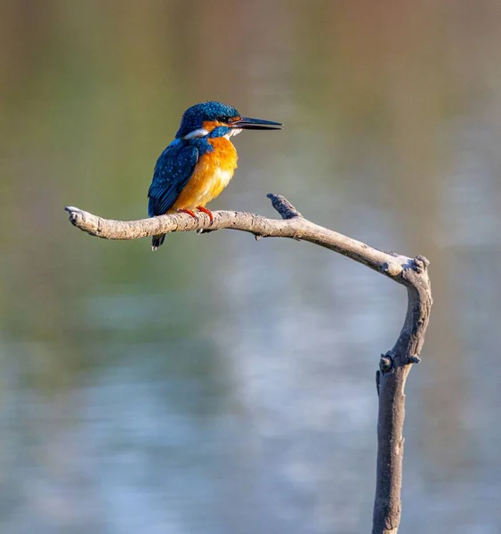 Closeup Shot Kingfisher Bird Perched Tree Branch Blurred Background — Stock Photo, Image