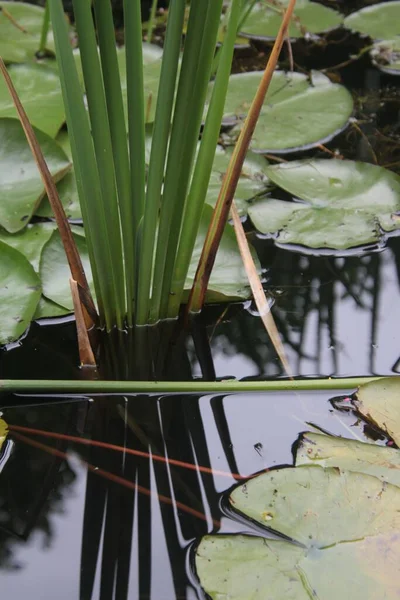 池に生えている緑のブラッシュ植物の垂直閉鎖 — ストック写真