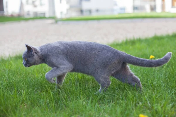 庭に黄色の目をした灰色の猫の美しい景色 — ストック写真
