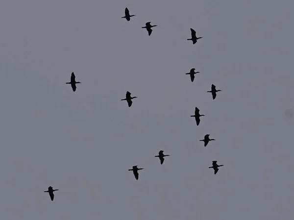 Una Bandada Cormoranes Doble Cresta Aves Volando Cielo Gris —  Fotos de Stock