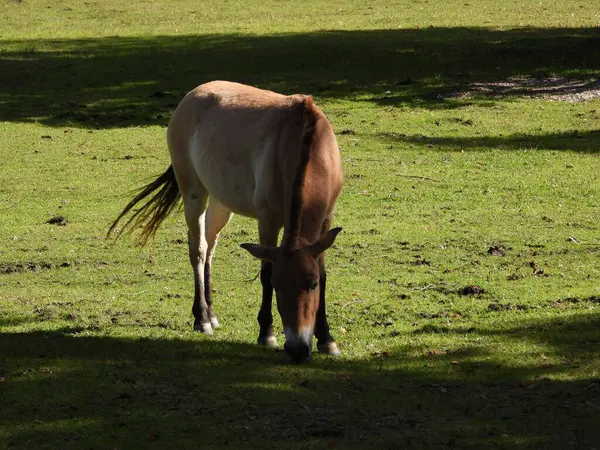 Коричневая Лошадь Пасущаяся Зеленом Поле Солнечным Светом — стоковое фото