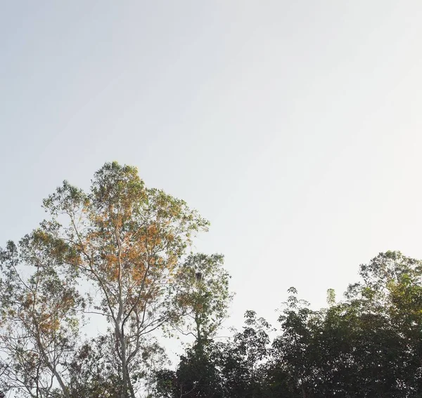 Крупный План Деревьев Фоне Неба — стоковое фото
