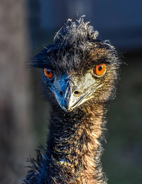 Siyah Bir Emu Savaşı Nın Makro Görüntüsü Kahverengi Gözlü Gri — Stok fotoğraf