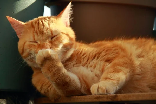 Closeup Ginger Cat Lying Sunlight — Stock Photo, Image