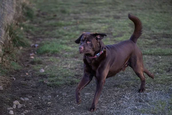 Een Close Van Een Lopende Chocolade Labrador Met Een Rode — Stockfoto
