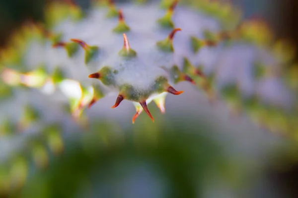芦荟叶子在孤立的背景上长着红色刺的宏观照片 — 图库照片